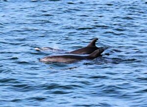 dolphin cruise