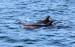 dolphin cruise