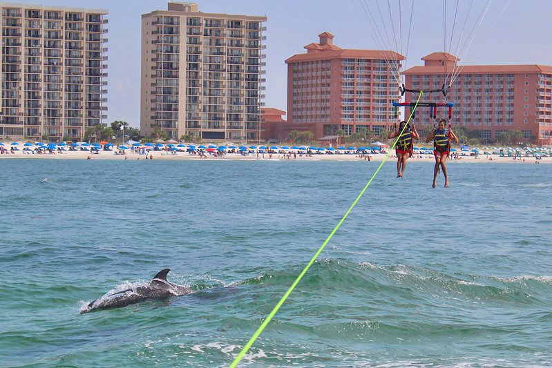 Dolphin Sky Surfer Parasail